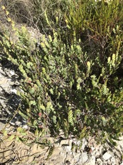 Cliffortia phyllanthoides