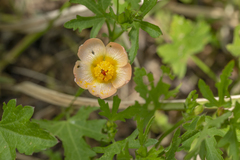 Modiolastrum lateritum