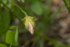 Modiolastrum lateritum