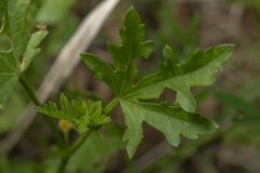 Modiolastrum lateritum