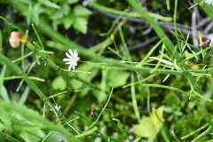Stellaria palustris