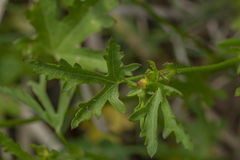 Modiolastrum lateritum