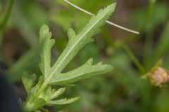 Modiolastrum lateritum