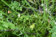 Stellaria palustris