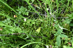 Stellaria palustris