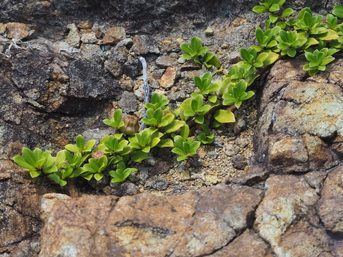 Ficus vaccinioides