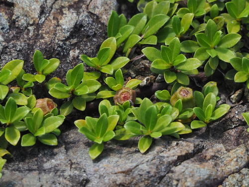 Ficus vaccinioides