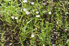 Stellaria palustris