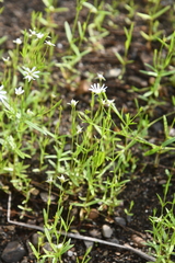 Stellaria palustris
