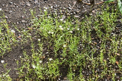 Stellaria palustris