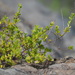 Berchemia lineata - Photo no hay derechos reservados, subido por 葉子