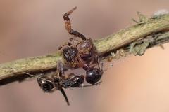 Pycnaxis