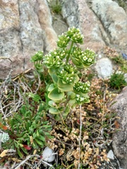 Sebaea minutiflora