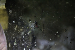 Aglaoctenus castaneus