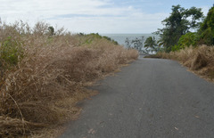 Cenchrus pedicellatus