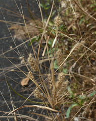 Cenchrus pedicellatus