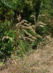 Cenchrus pedicellatus