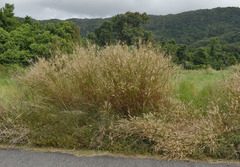 Cenchrus pedicellatus