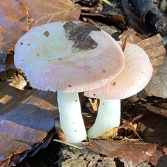 Russula betularum