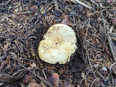 Lactarius intermedius