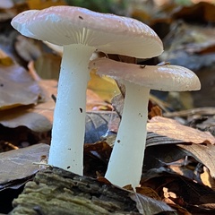 Russula betularum