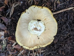 Lactarius intermedius