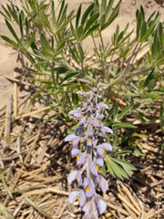 Lupinus albescens