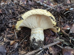 Lactarius intermedius