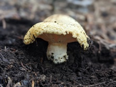 Lactarius intermedius