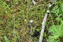 Stellaria palustris