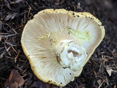 Lactarius intermedius