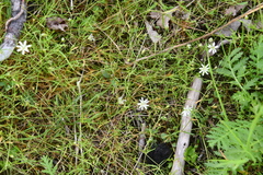 Stellaria palustris