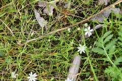 Stellaria palustris