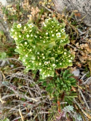 Sebaea minutiflora