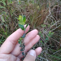 Aloysia chamaedryfolia