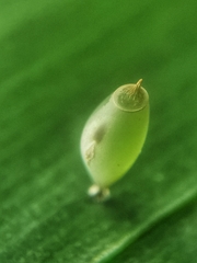 Asceles