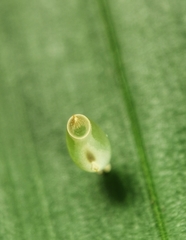 Asceles