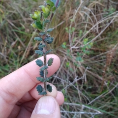 Aloysia chamaedryfolia