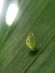 Asceles