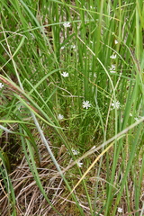 Stellaria palustris