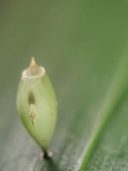 Asceles