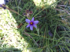 Sisyrinchium platense