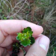 Aloysia chamaedryfolia