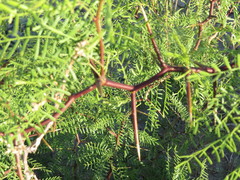 Prosopis alpataco