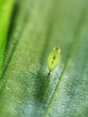 Asceles