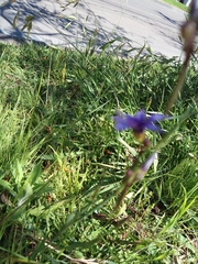 Sisyrinchium platense