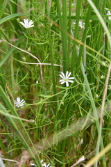 Stellaria palustris