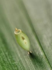 Asceles