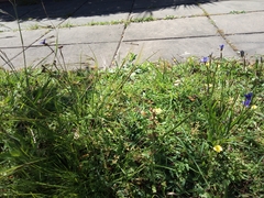 Sisyrinchium platense