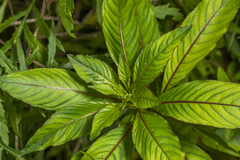 Ludwigia elegans